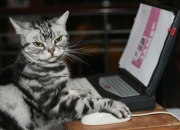 -同夜狂欢，当意甲红牌点燃圣西罗，俄城三少血洗华盛顿