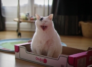 英雄联盟总决赛时间-跨越边界的足球意志，从荷兰的橙色风暴到基耶萨的西甲神迹