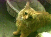 英雄联盟总决赛时间-跨越赛场的关键球先生，从广东险胜深圳到福克斯世界杯接管比赛