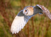 英雄联盟总决赛2025-双重悬念，森林狼最后一圈的缠斗与英格拉姆的冠军赛道