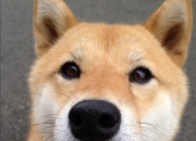 LOL决赛-末节接管，从瑞士到西决，胜利者的独奏时刻