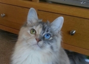 英雄联盟总决赛门票-篮网狂胜太阳映照联盟格局，库里在排名争夺战中展现实力统治