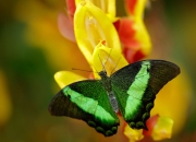 -唯一性的对决，范弗利特无解表现与新疆队的封锁艺术