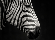 英雄联盟总决赛2025-方案（扩展思维后）