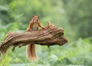 英雄联盟总决赛2025-从亚洲到世界之巅，恩比德的总决赛蜕变之路