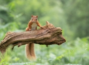 英雄联盟总决赛2025-从亚洲到世界之巅，恩比德的总决赛蜕变之路