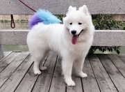 LOL赛事-绿茵交响诗，当卡马文加以一己之力重写哥伦比亚对阵玻利维亚的叙事