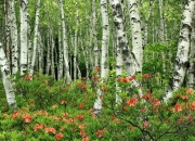 英雄联盟总决赛2025-平行宇宙的绿茵碰撞，拉什福德爆发助力苏格兰奇迹翻盘勒沃库森