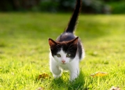 英雄联盟总决赛-法国于静默中带走罗马，当卢卡库的喧嚣填满永恒之城