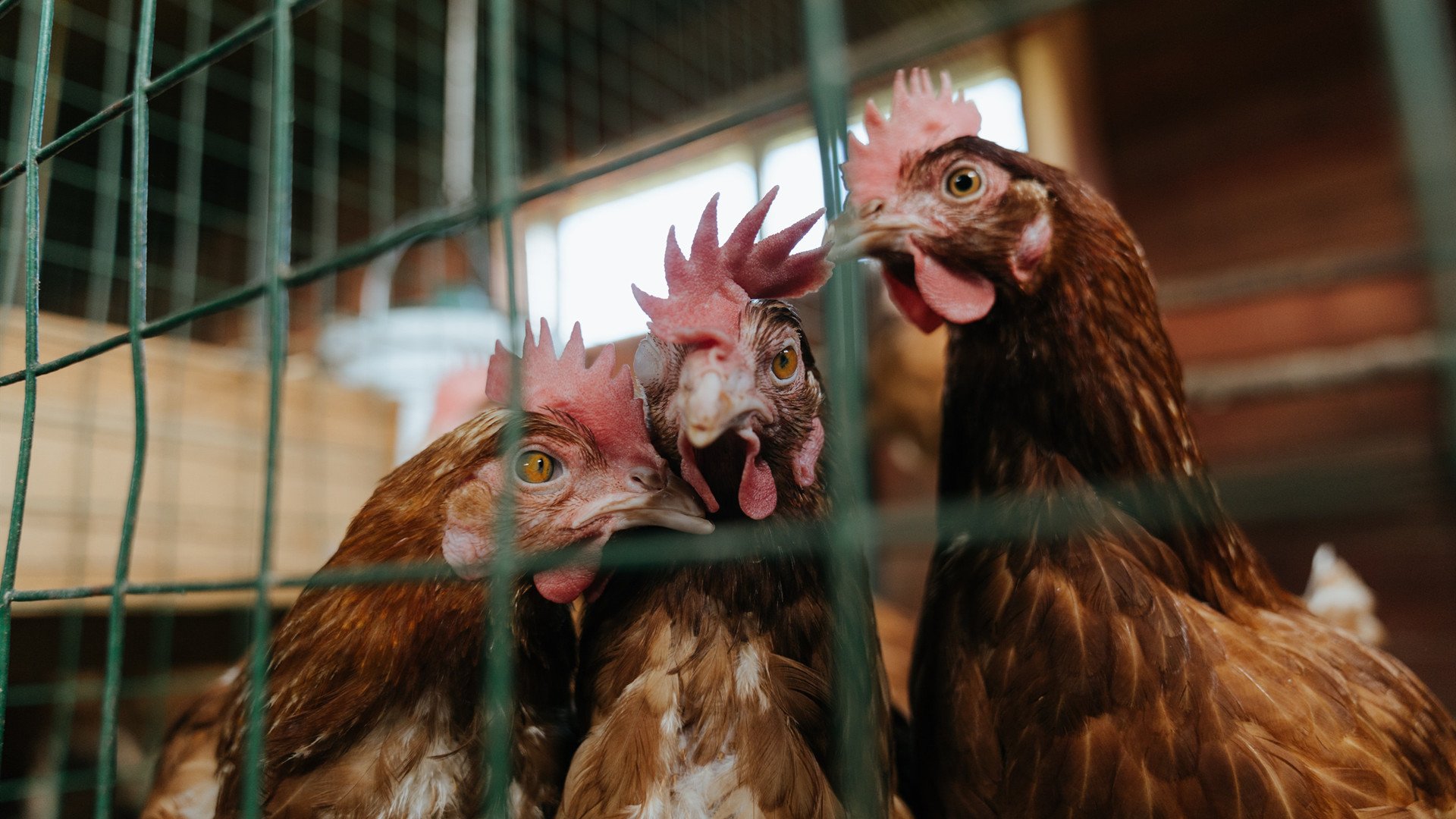 唯一性的对决，德甲争冠焦点战中的冰岛封锁亚特兰大战术