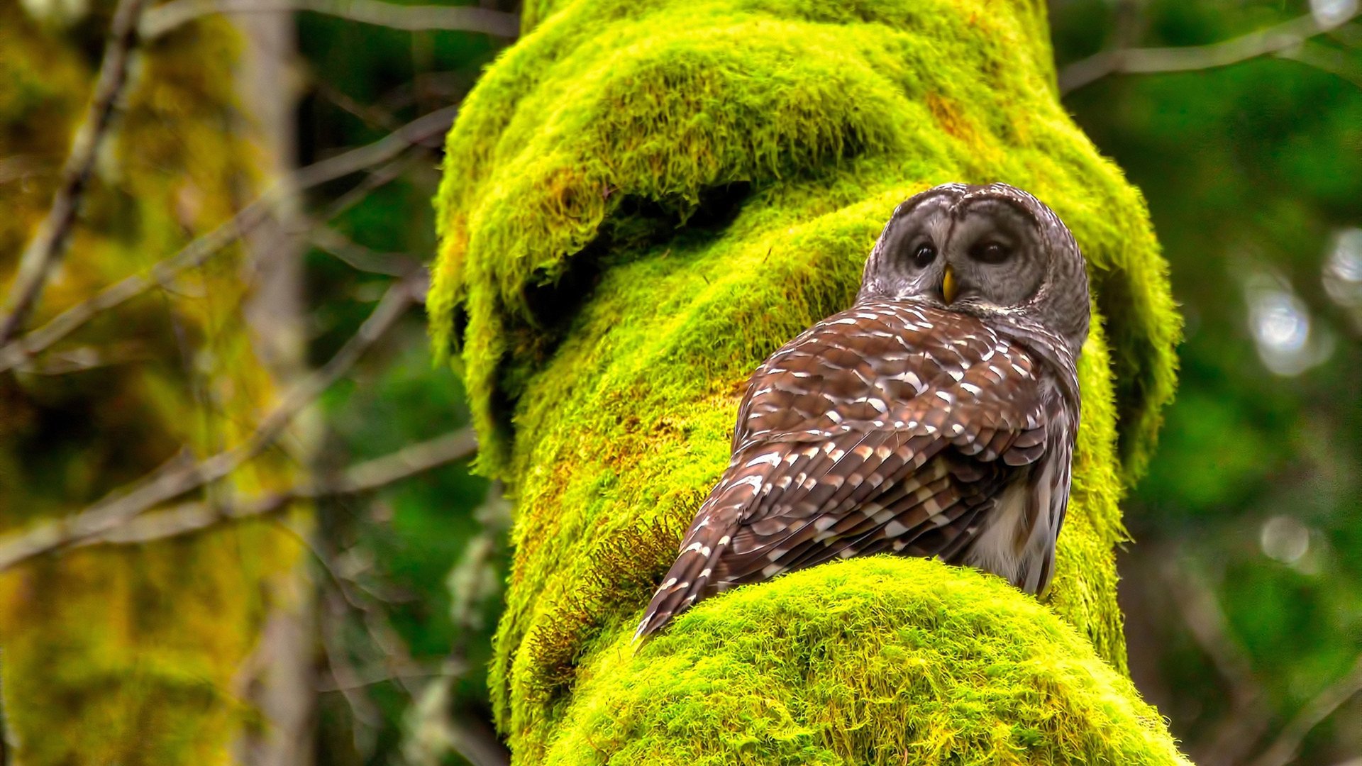 一场为钱铺路的比赛，梅西用一个倒钩撕碎所有质疑