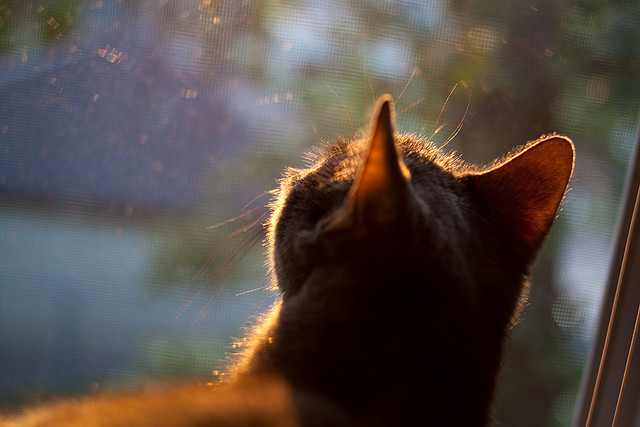 橙蓝交响曲，恩佐教科书般的战术指挥，荷兰军团攻陷马赛港口
