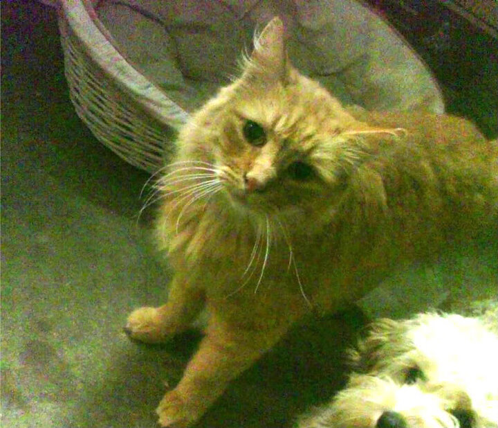 收购，劳塔罗标定阿根廷主权，挪威拒绝西班牙报价