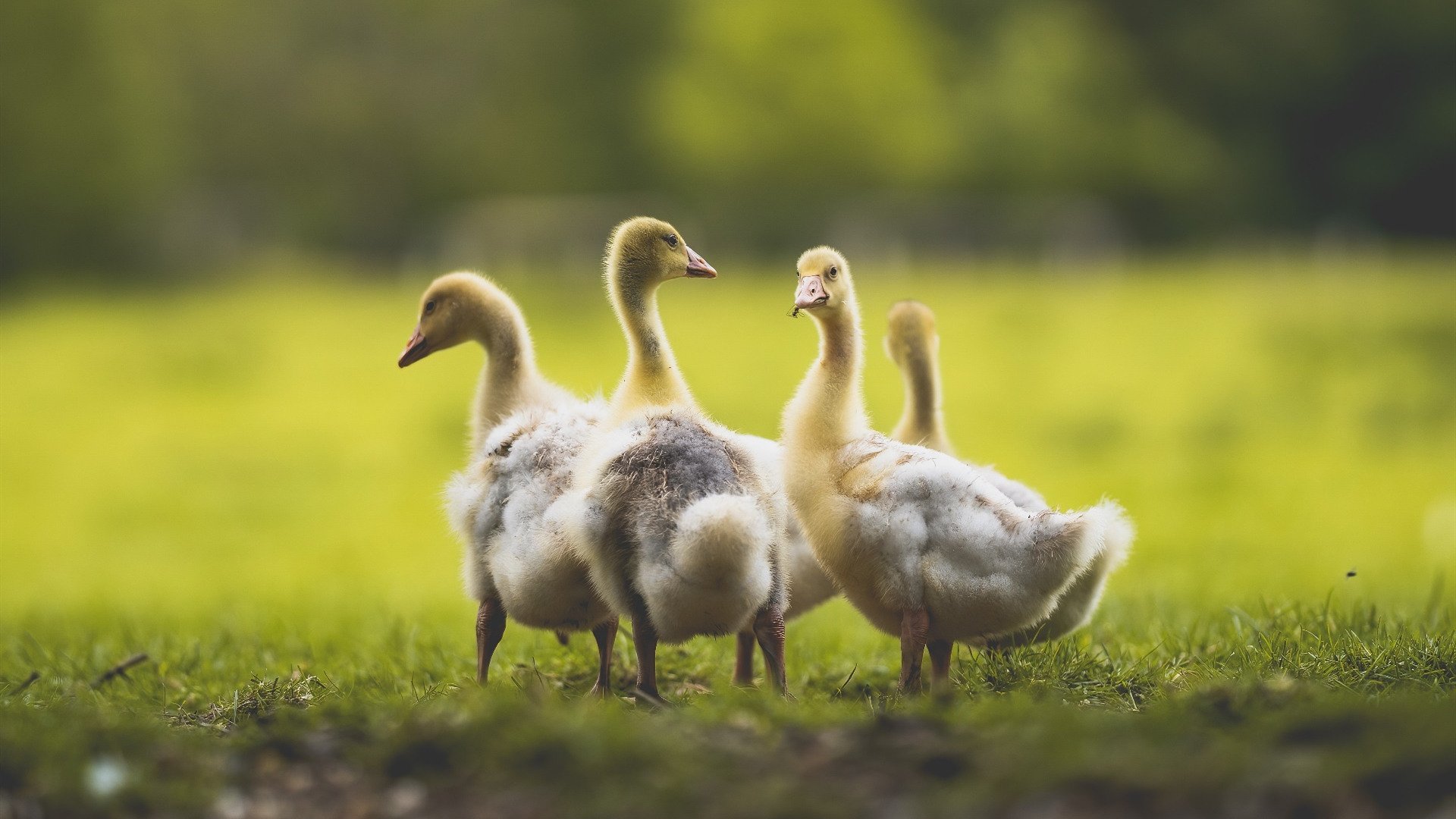 字母哥37分统治表演赛,快船力克深圳迎热身赛开门红