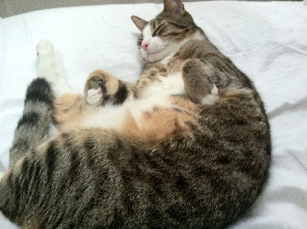 南半球的寒流，新西兰客场带走塞维利亚，恩佐连续得分拉开差距