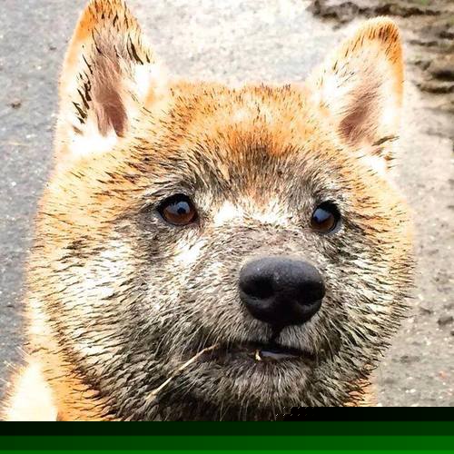 F1街道赛焦点战，绿茵激情注入赛道，莱比锡红牛 vs 里昂的巅峰对决