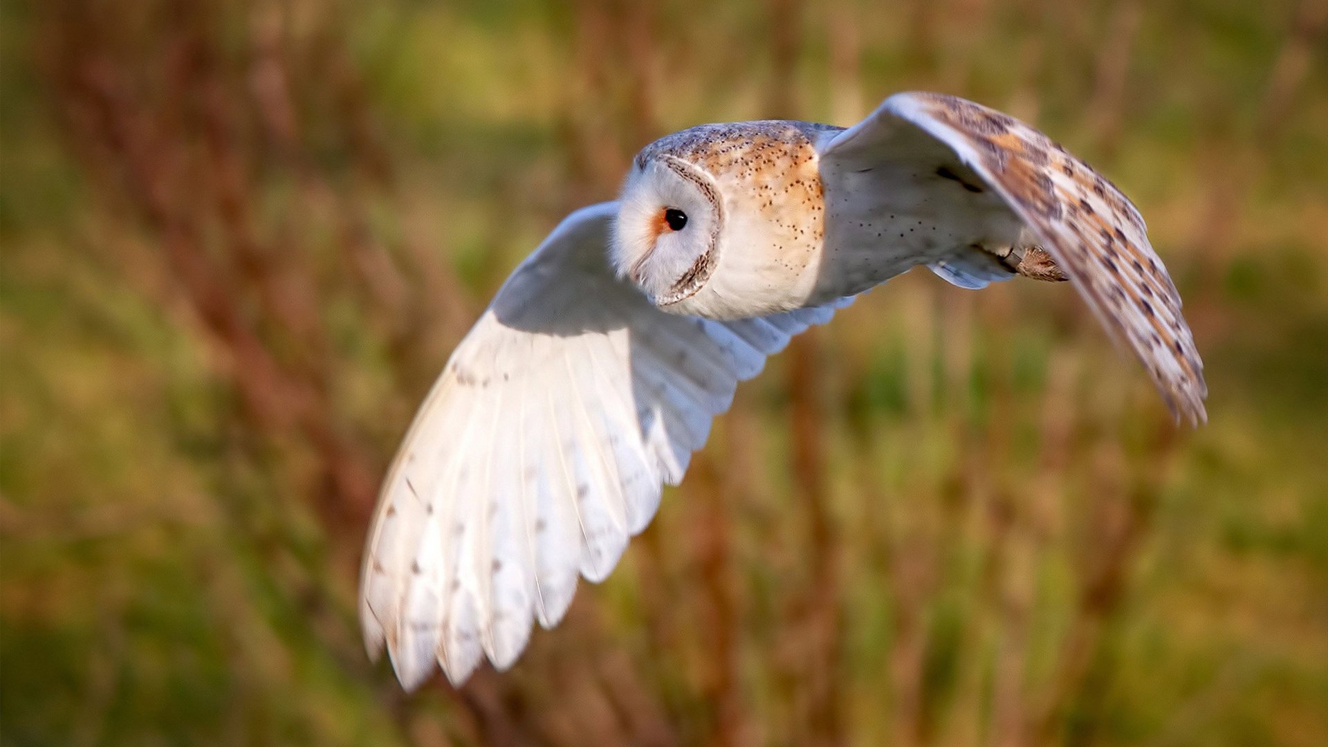 双重悬念，森林狼最后一圈的缠斗与英格拉姆的冠军赛道