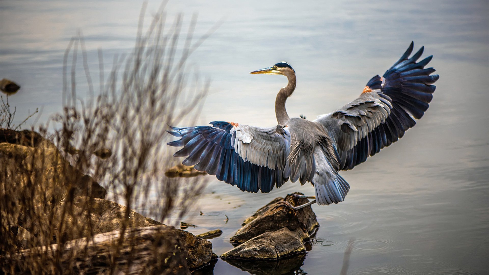 钢铁城墙,小贾伦·杰克逊以压制级表现,将菲尼克斯星光冻结于北京之夜