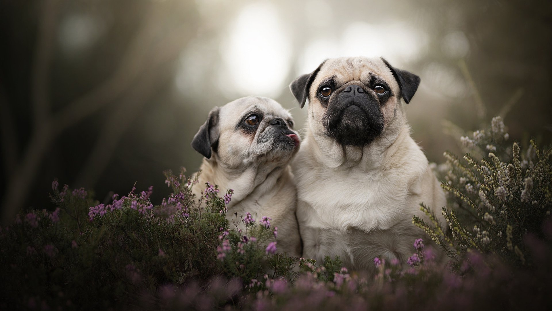 生死球,当马里强压克罗地亚,我们的西决战场在何处?