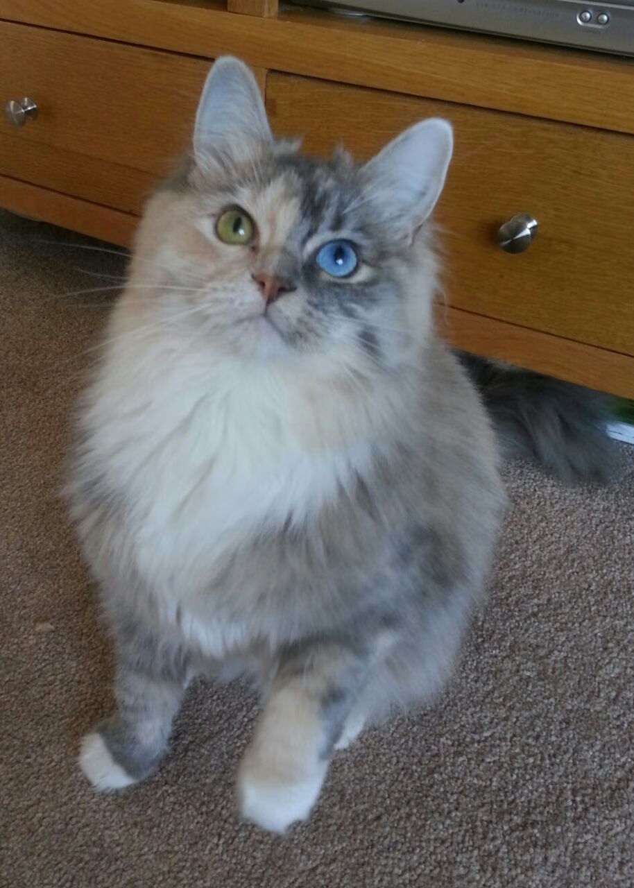 团队风暴与帝王巡礼,篮网的强势崛起与约基奇的统治印记