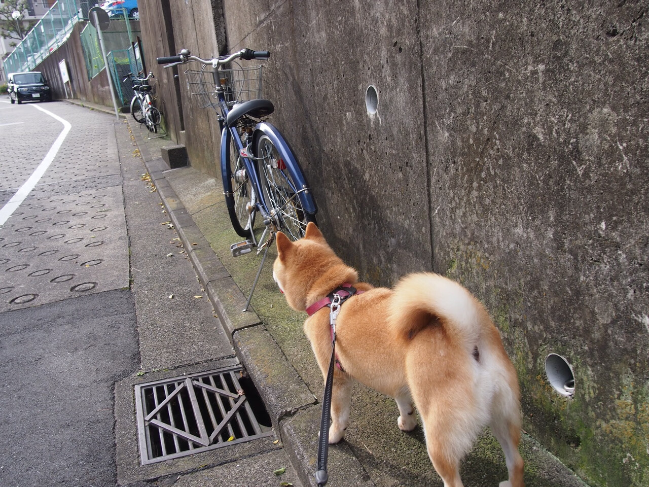 北海寒潮席卷地中海—当苏格兰的风笛在马赛港响起