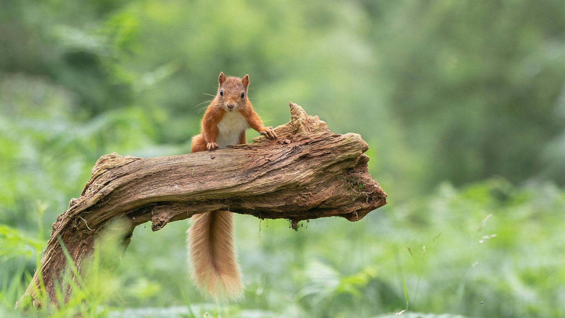 从亚洲到世界之巅,恩比德的总决赛蜕变之路