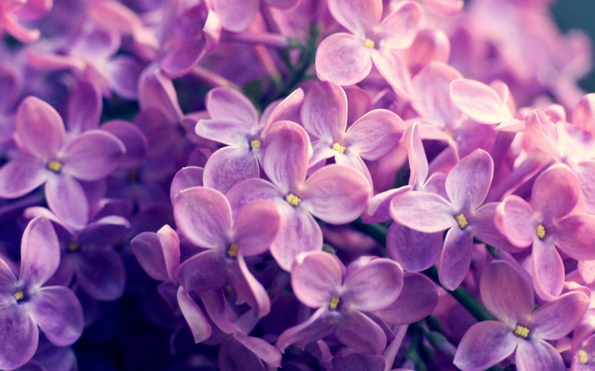 展翅碾压纽约城，老鹰全面压制尼克斯，西亚卡姆坚盾新锋闪耀全场