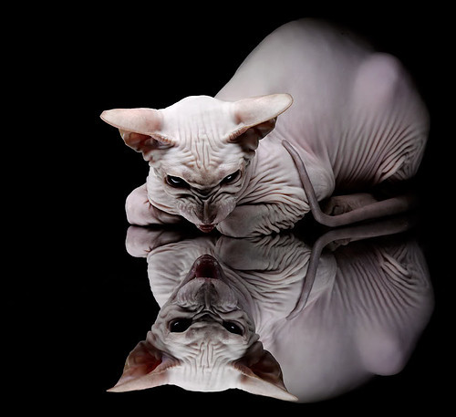 硬仗之王与淘汰赛专家,福登与雷恩的决胜时刻