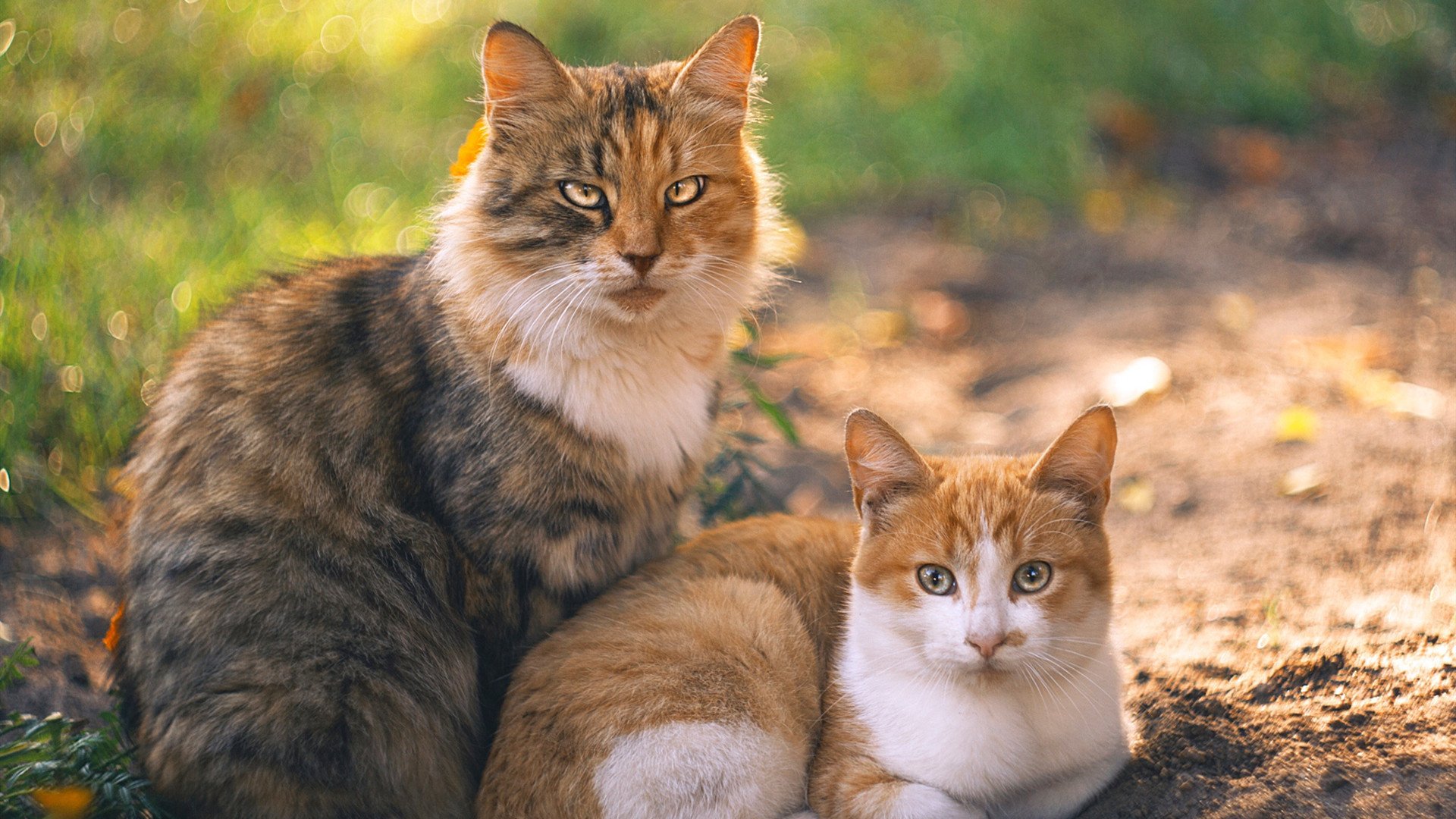 新生代宣言！锡安直接对话撕碎质疑，雷霆硬仗击溃雄鹿打响名号
