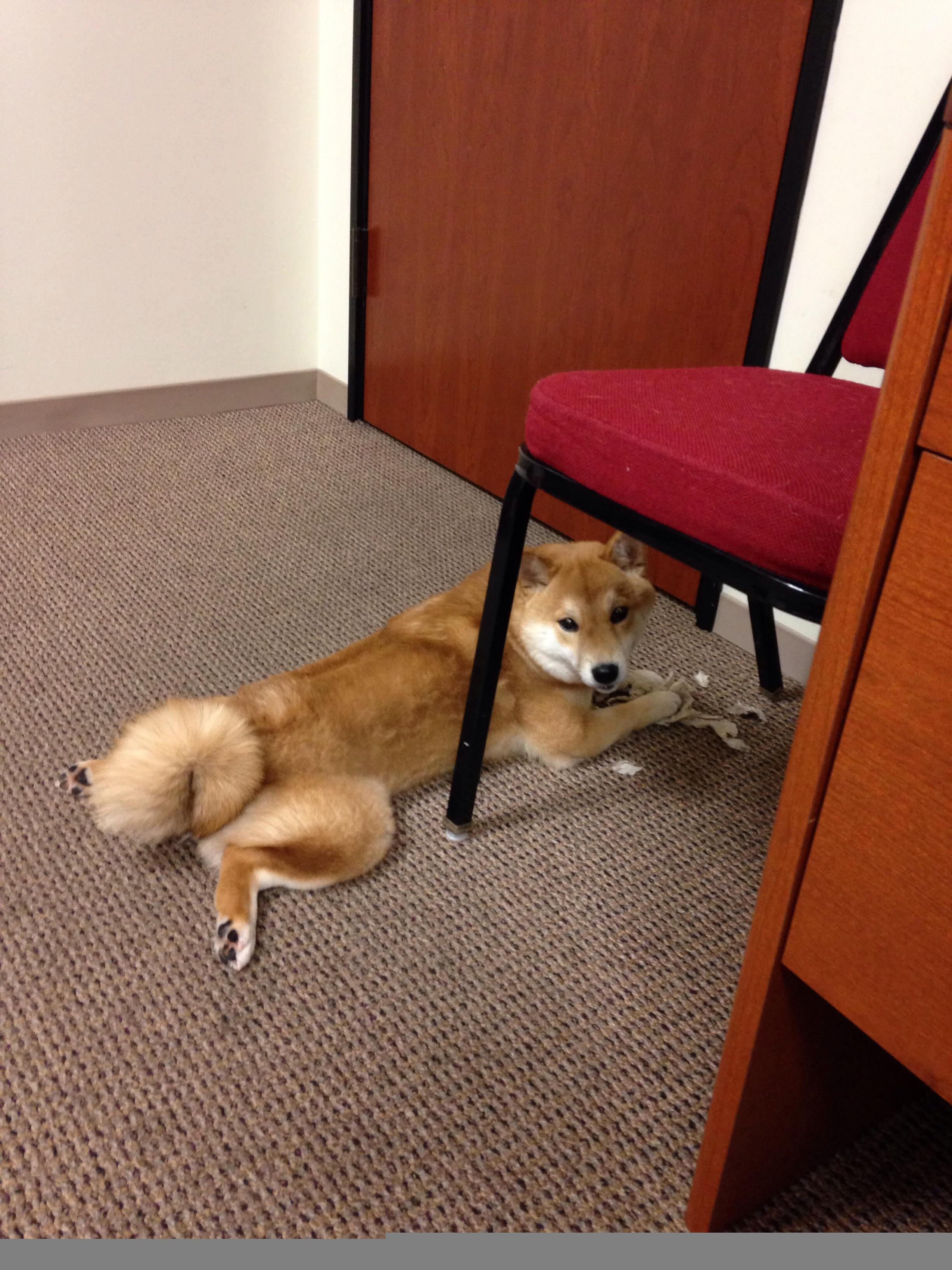 活塞强势晋级雄鹿系列赛，莫兰特关键先生定乾坤